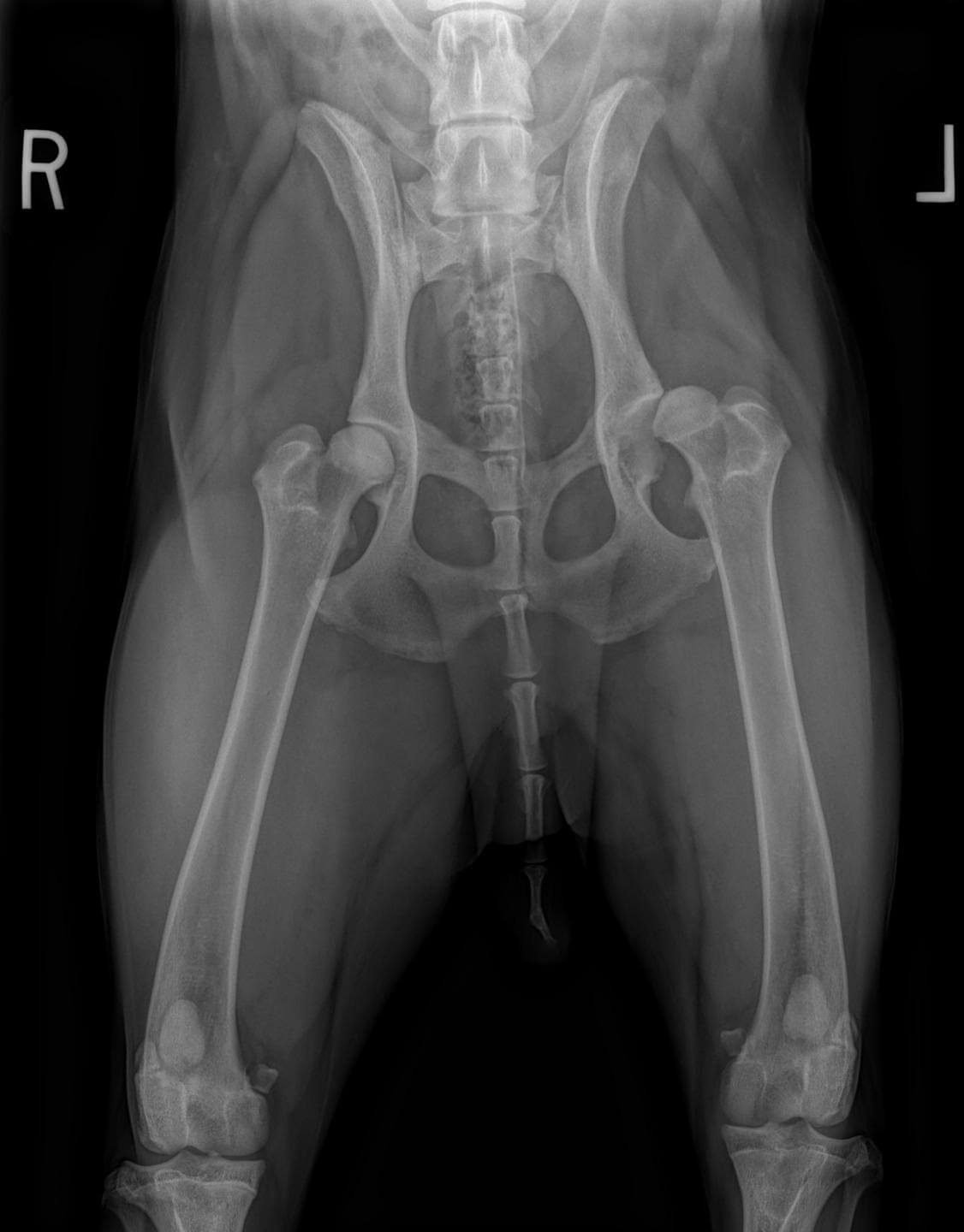 How Much Are Hip X Rays For Dogs